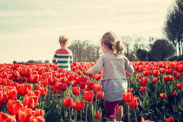 De mooiste tulpenvelden bloeien in de Bollenstreek tussen Amsterdam en Den Haag.