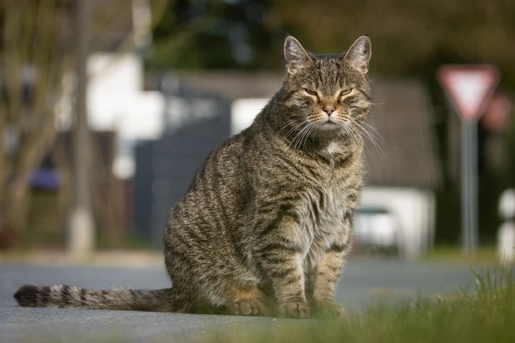 Een gechipte kat vind je makkelijker terug.