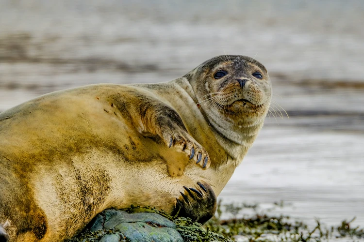 Zeehonden drinken geen zout water, maar halen zoet water uit de vis die ze eten.