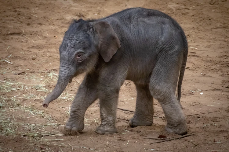 Een babyolifant heet een kalf en kan al 90 kilo wegen.