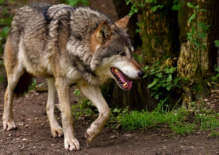 Wolven kunnen tot 2 meter lang worden van neus tot staart.