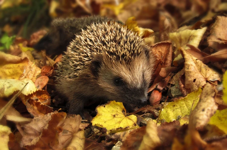 Een volwassen egel heeft ongeveer 7000 tot 8000 stekels van 2 tot 3 cm lang.