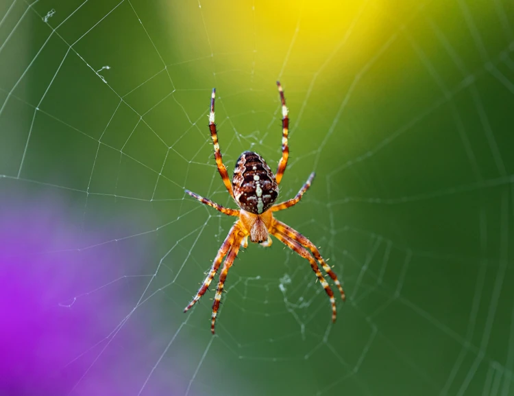 De kruisspin in haar web. Hun spinnenweb kan wel een meter groot zijn en heeft de vorm van een groot wiel.