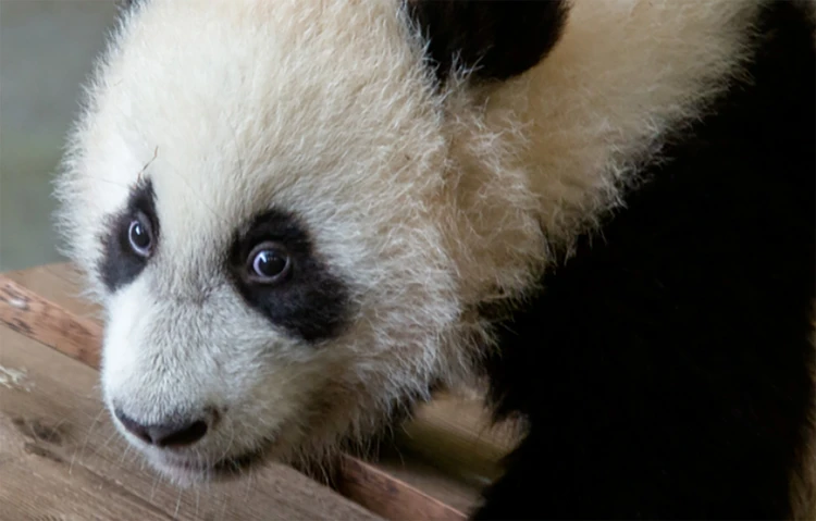 Na 100 dagen krijgt de nieuwe panda pas een naam. Dat gebeurt dan pas vanwege een Chinese traditie.