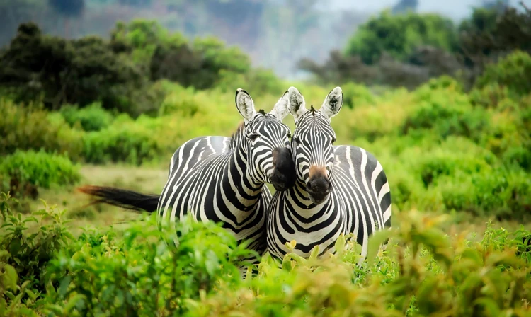 Safaripark Beekse Bergen is een dierenpark dat ligt tussen Tilburg en Hilvarenbeek in de provincie Noord-Brabant.