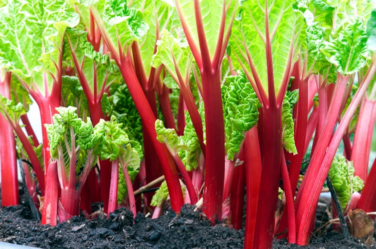 Rabarberstengels in de moestuin