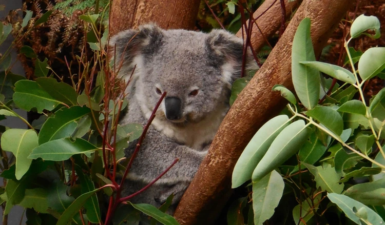 Een koala lijkt wel op een teddybeer, maar is geen beer. Het is een buideldier.