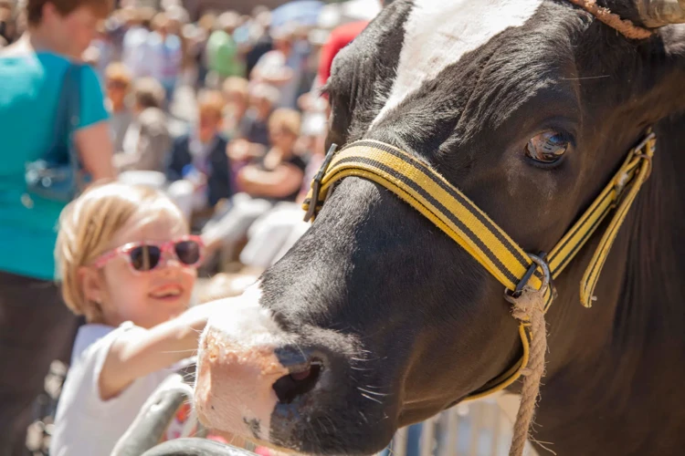 De Koeiemart in Woerden is uitgegroeid tot een jaarlijks volksfeest