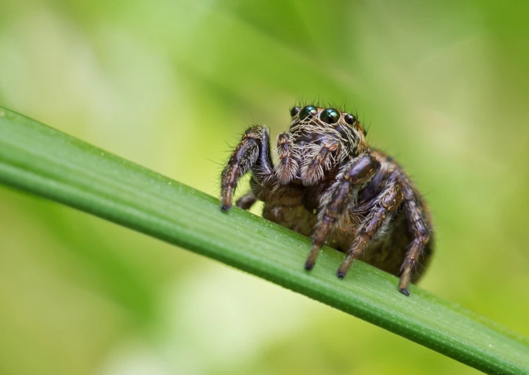 Ongeveer 75% van de bevolking is bang voor spinnen. Je bent dus niet alleen.