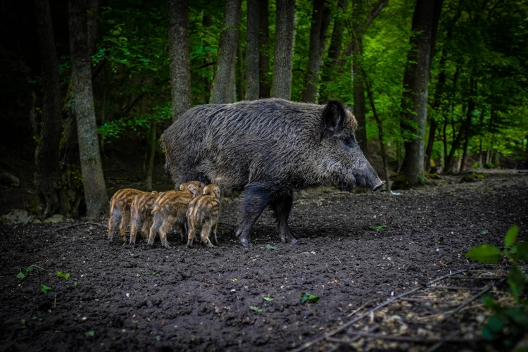 Een moeder zwijn met haar kleintjes. Jonge of eenjarige wilde zwijnen heten biggen of frislingen.