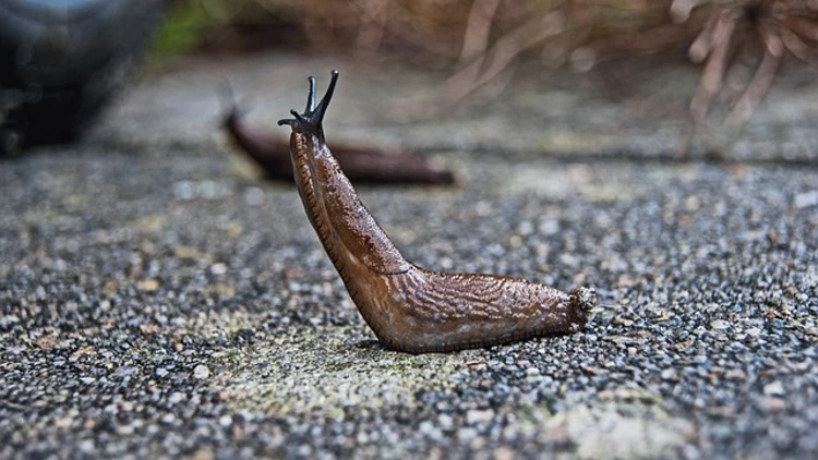 Slakken zijn tweeslachtig. Dat betekent dat elke slak zowel mannelijk als vrouwelijk is.