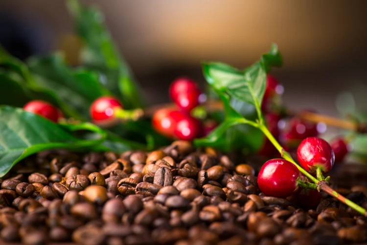 Van een klein besje naar een klein boontje en jouw kopje koffie. Waar komt koffie vandaan?