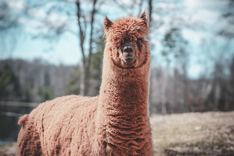 Een alpaca zal jou niet snel in je gezicht spugen. Ze spugen wel naar elkaar.