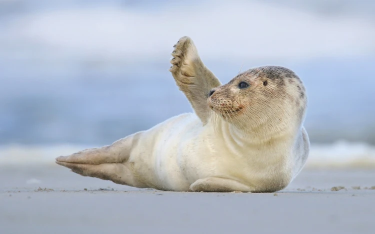 Zeehonden zijn de acrobaten van de zee, maar op het land komen ze nogal onhandig over.