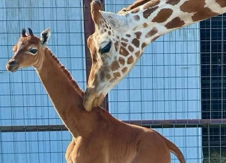 Baby giraf geboren zonder vlekken