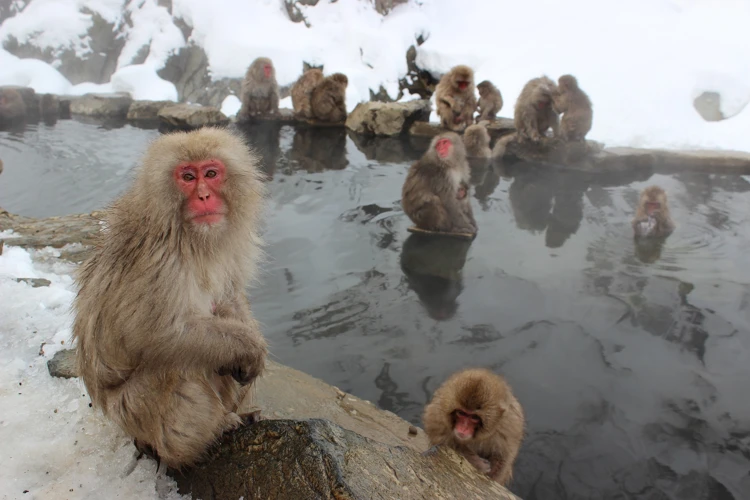 Japanse makaken weten dat warmwaterbronnen een goede manier zijn om de koude winter door te komen.