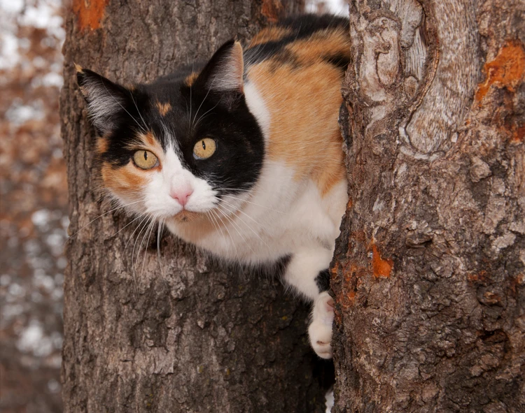 De kat is weer veilig beneden