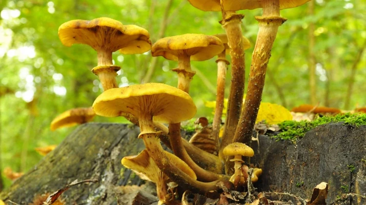 Deze herfst zie je de mooiste paddenstoelen. Zoek ze op met een gezonde wandeling door het bos.