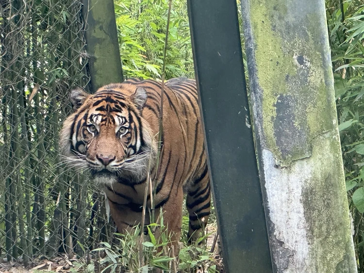 Geram is vorige week in Diergaarde Blijdorp aangekomen.