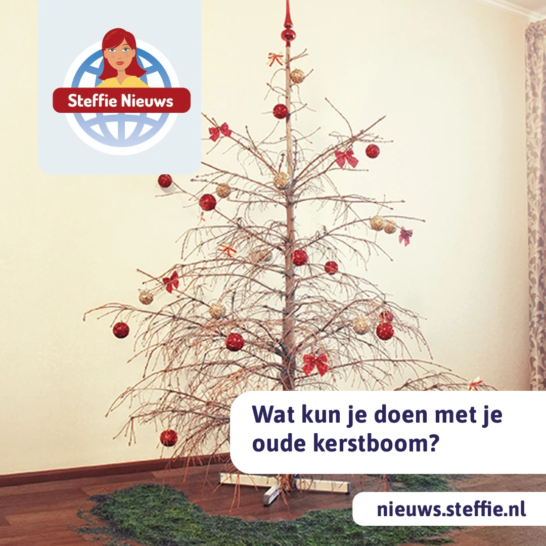 Wat kun je doen met je oude kerstboom?