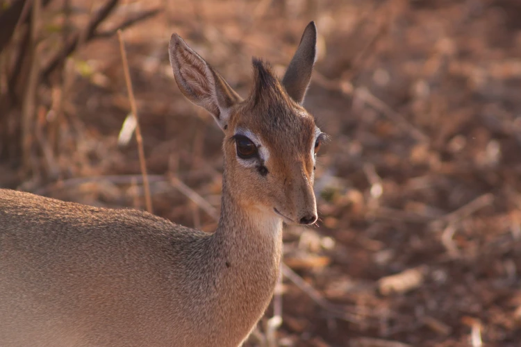 Een Dikdik is een dwerg-antilope en ze roepen hun eigen naam.