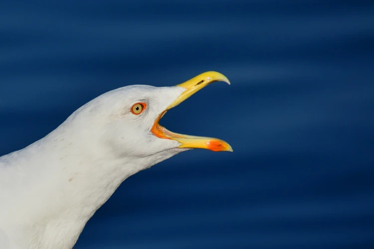 Is het de meeuw die het hardst zingt van alle vogels? Je hoort ze wel vaak!