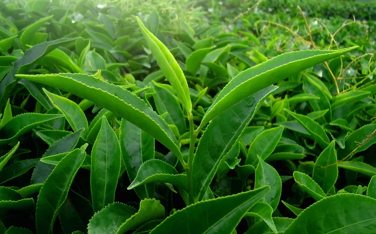 Jonge theeblaadjes aan de theeplant. Alle thee in de wereld wordt gemaakt van deze blaadjes.