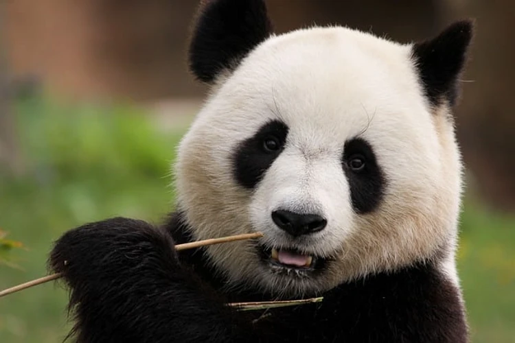 Een panda is 14 uur per dag bezig met het kauwen van bamboe, want bamboe is heel taai en verteert moeilijk.