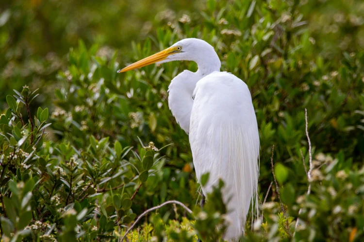 Meestal zie je reigers met grijze veren. Maar wist je dat er in Nederland ook witte reigers zoals deze op het plaatje zijn?