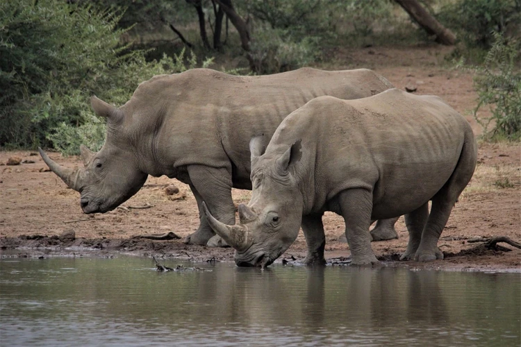 Een neushoorn drinkt wel 100 liter per dag