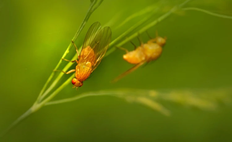 Fruitvliegen (Drosophilidae) zijn een grote familie van vliegen die voorkomen over de hele wereld.