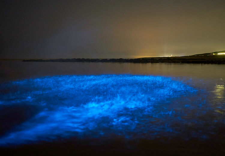 Als je overdag een oranjerode kleur in het water ziet, heb je vaak zeevonk die nacht.