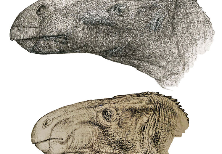 Wetenschappers denken dat de dikneusdino er zo uitzag