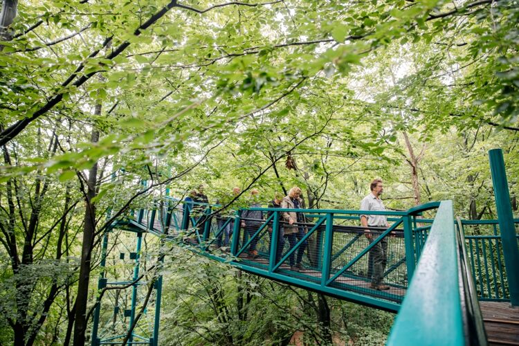 Hoog tussen de boomtoppen op het Boomkroonpad in Drenthe.
