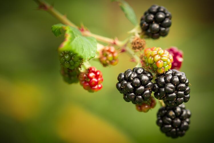 Bramen aan de struik