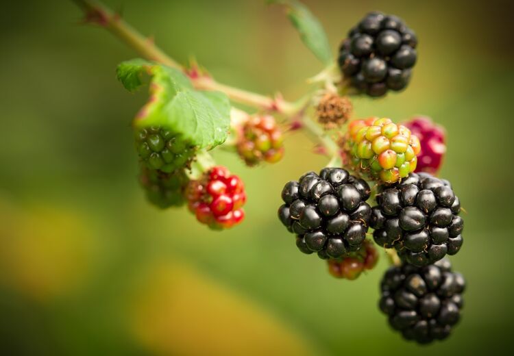 Bramen aan de struik