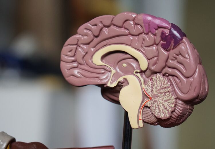 De hersenen zijn ons meest ingewikkelde orgaan. Maar we weten steeds meer over hoe ze werken.