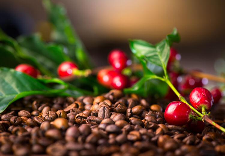 Van een klein besje naar een klein boontje en jouw kopje koffie. Waar komt koffie vandaan?