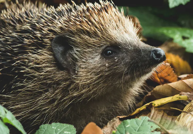 In de herfst moeten egels extra veel eten. Zo bouwen ze reserves op voor hun winterslaap.