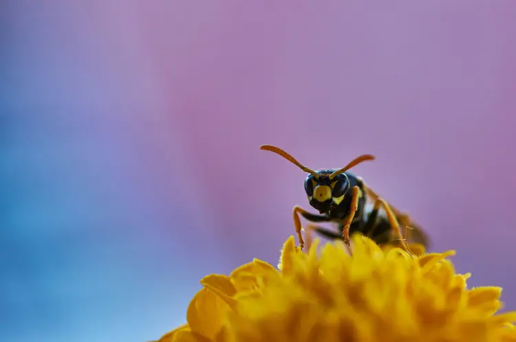 Wespen helpen om de natuur in balans te houden.