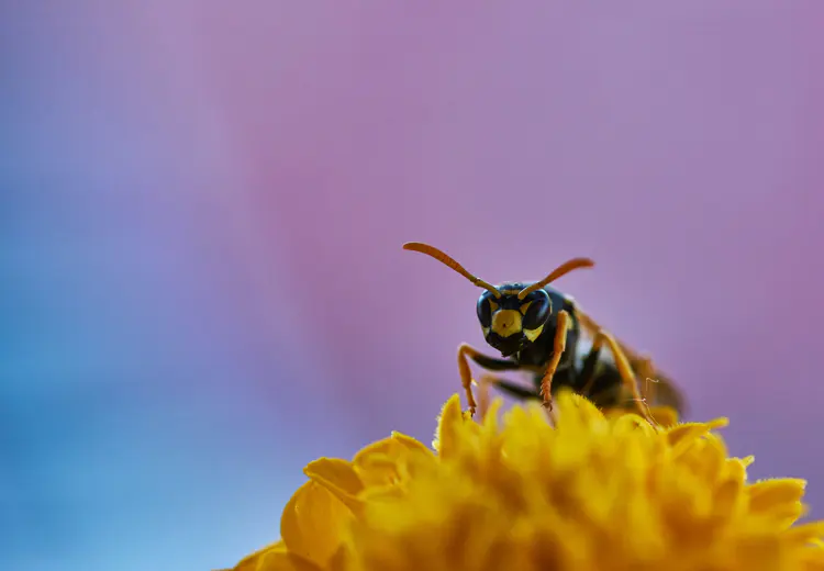 Wespen helpen om de natuur in balans te houden.