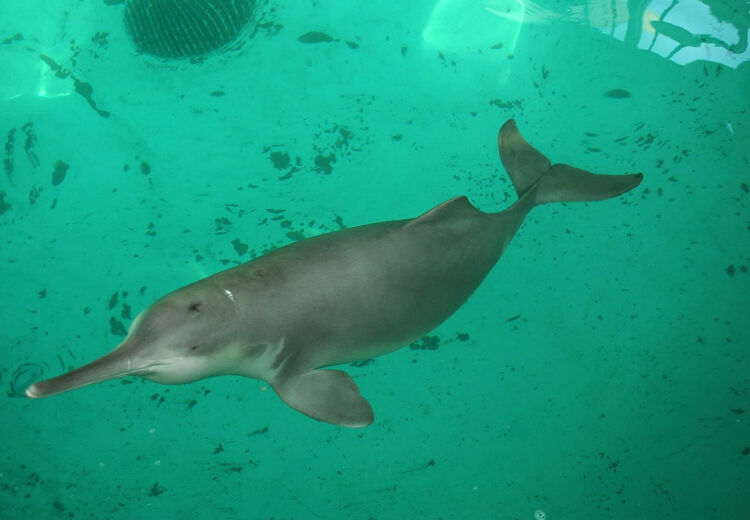 De Chinese vlagdolfijn is een gedrongen rivierdolfijn, met een bol voorhoofd en een lichtelijk omhoog gebogen snuit.