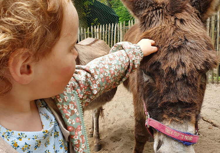 Ezels zijn kuddedieren, ze kunnen slecht alleen zijn en leven liefst samen met soortgenoten.