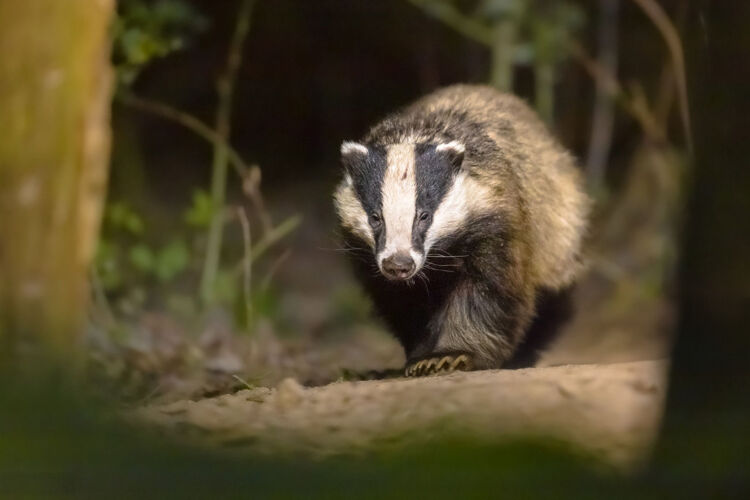God nieuws! Er zijn jonge dassen gezien! Een das kan wel vijftig kilo wegen en slaapt in een ondergrondse burcht.
