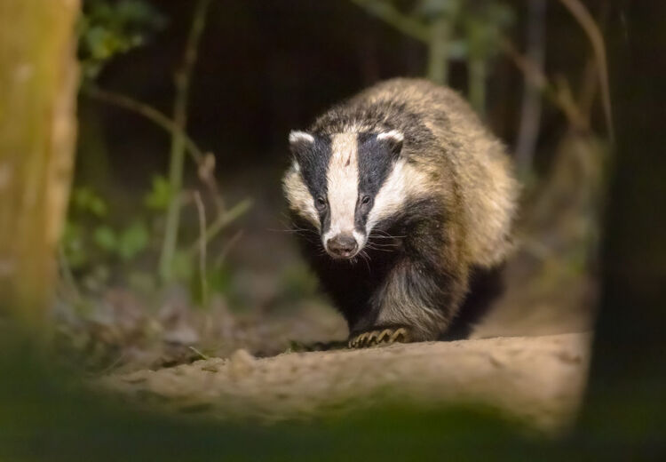 God nieuws! Er zijn jonge dassen gezien! Een das kan wel vijftig kilo wegen en slaapt in een ondergrondse burcht.