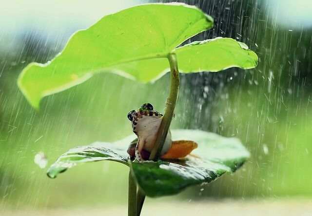 De zwartvoetboomkikker is een tropische kikker en kan 10 cm lang worden.