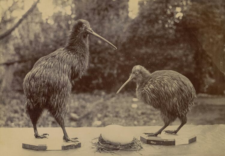 De kiwi is een nationaal symbool van Nieuw Zeeland