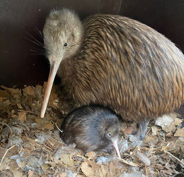 Vader en dochter kiwi