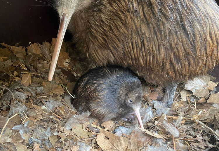 Vader en dochter kiwi