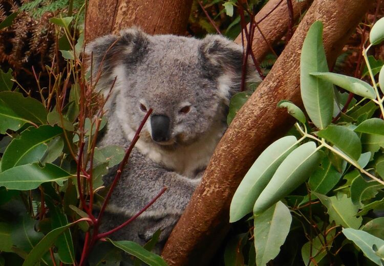 Een koala lijkt wel op een teddybeer, maar is geen beer. Het is een buideldier.